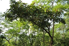 Bauhinia foveolata